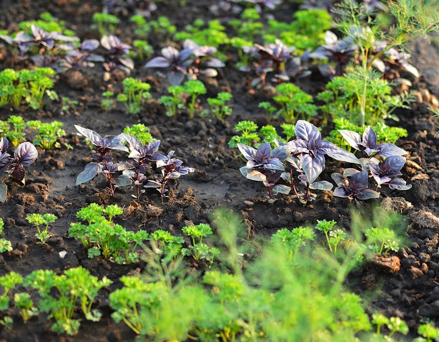 GMP organic herb farm and cultivation beds