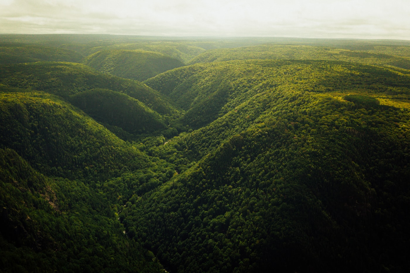 Seasonal four-coloured forest blending into the surrounding mountain slopes